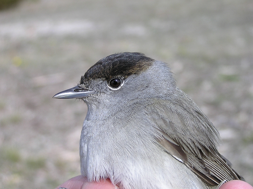 Blackcap, Sundre 20050511